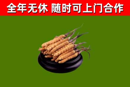 当雄烟酒回收冬虫夏草.jpg